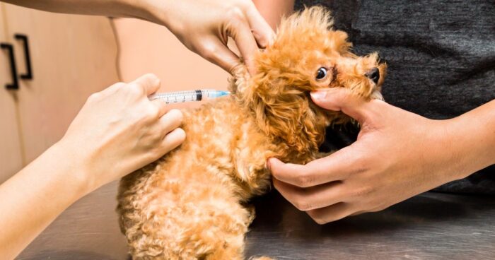 fiebre en perros - La fiebre en perros no es fácil de detectar. Aprenda a hacerlo con estos sencillos pasos