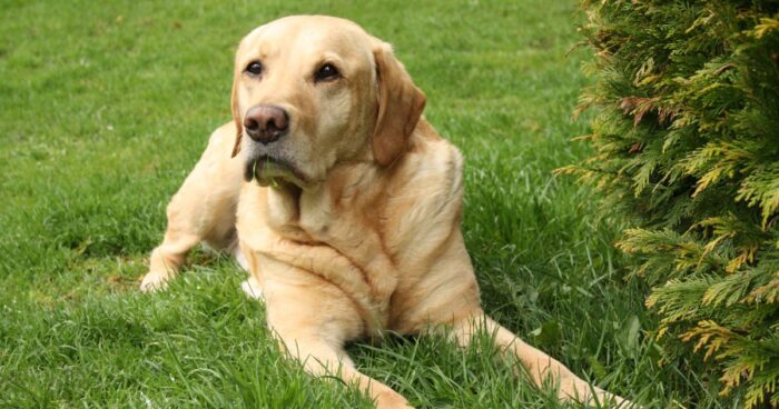 perros que viven más tiempo - Perros que viven más tiempo: estas son las 5 razas