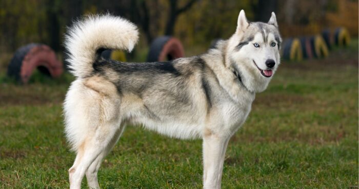 razas de perro - Estas son las razas de perro más juguetonas ideales para quienes hacen ejercicio