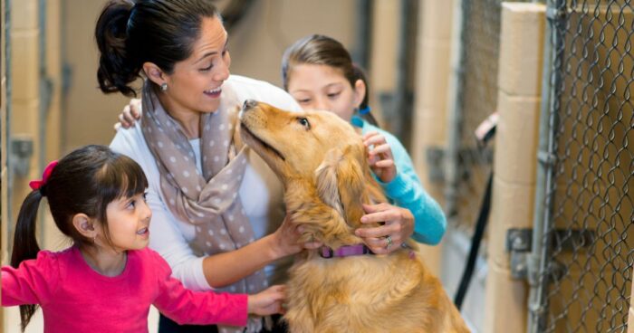  curso obligatorio para tener mascotas - Curso obligatorio para tener mascotas: este es el proyecto que lo impulsa