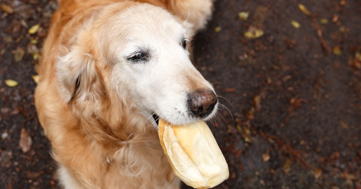 ¿Es malo darle pan a su perro? Esto dicen los veterinarios