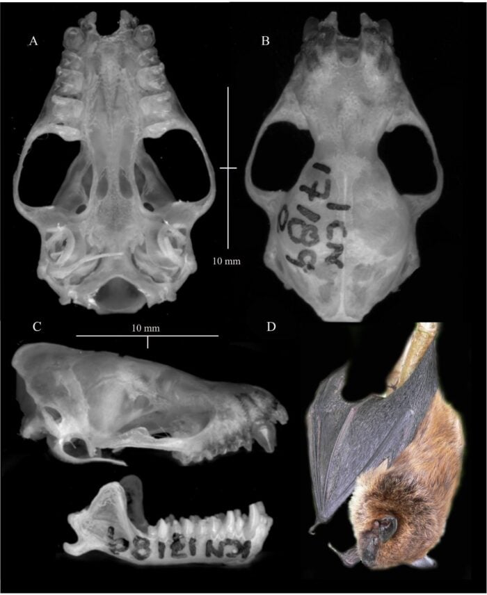 - Impresionante nueva especie de murciélago descubierta en Colombia