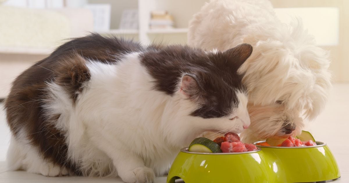 ¿Si los gatos comen concentrado de perro se enferman?