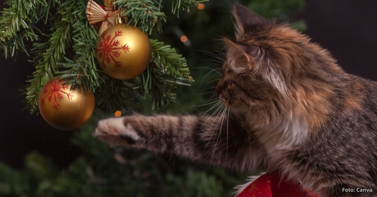 Esta es la razón por las que su gato ataca su árbol de navidad; así lo soluciona