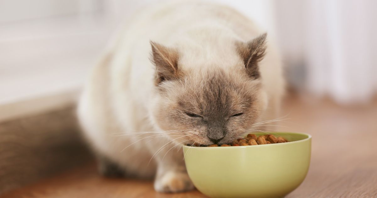 ¿A qué hora debe comer un gato? Aquí se lo explicamos