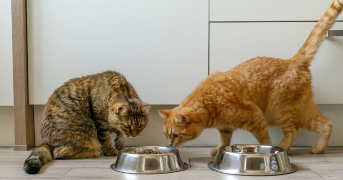 gatos - ¿A qué hora deben comer los gatos? Aquí se lo explicamos