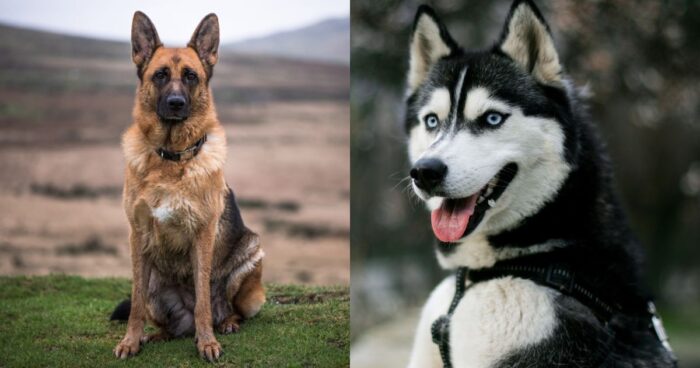  razas de perro - Estas son las razas de perro más problemáticas: son muy delicadas