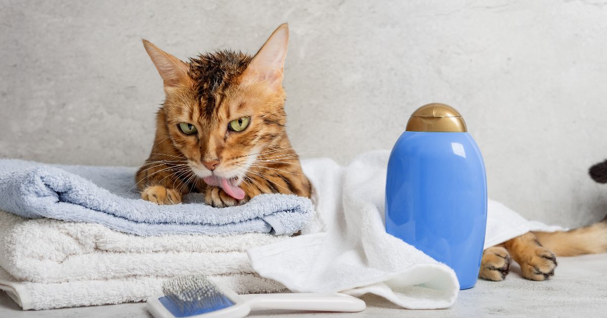 ¿Quiere evitar rasguños y mordiscos? así puede bañar a sus gatos sin agua