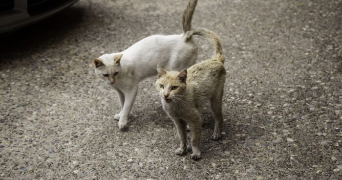 gatos - Las 3 razones por las que los gatos nunca deben salir de la casa