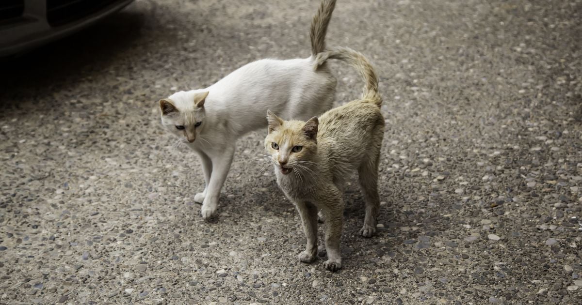 gatos - Estas son las razones por las que sus gatos nunca deben salir de la casa; es grave