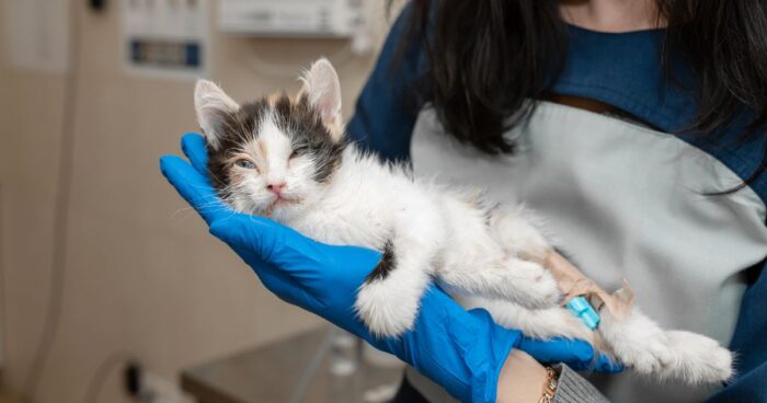 gatos - Las 3 razones por las que los gatos nunca deben salir de la casa