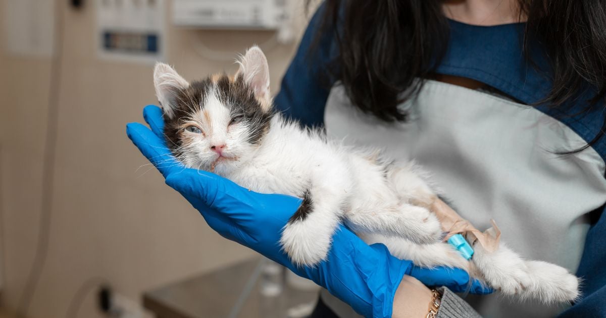 gatos - Estas son las razones por las que sus gatos nunca deben salir de la casa; es grave