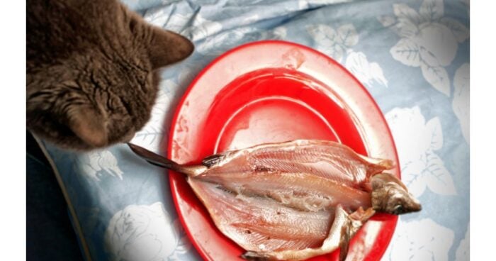 gatos - Gatos: estos son los 3 alimentos que los hacen muy felices