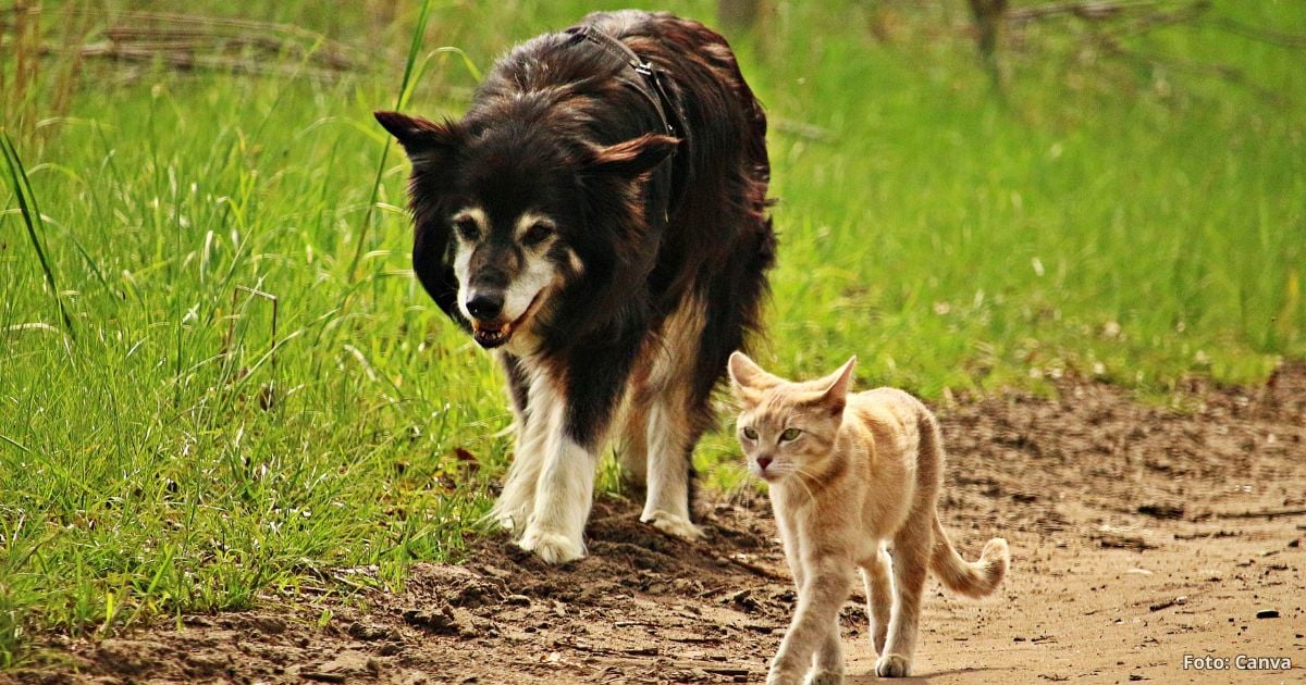 Así se verían los perros y los gatos en 10.000 años según la IA; calvos y extraños