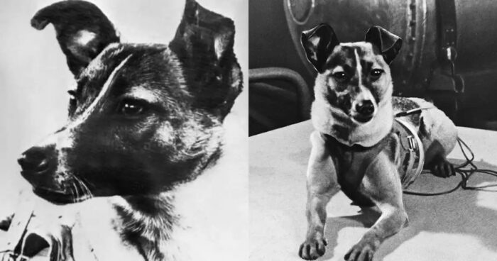 Laika - La triste historia de la perrita rusa Laika, el primer ser vivo que mandaron al espacio