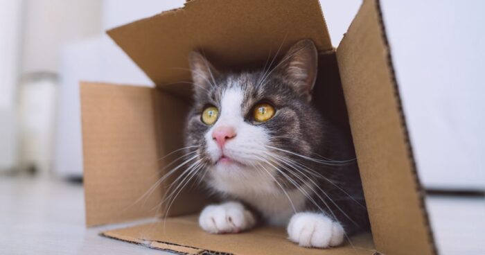 gatos - ¿Por qué los gatos adoran las cajas? Esta es la verdadera razón