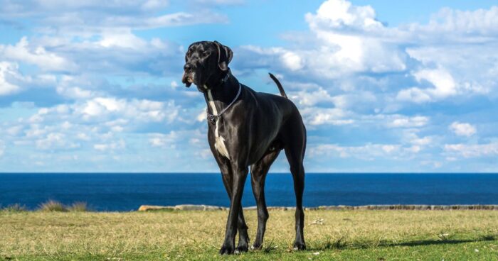 perro más grande del mundo - Esta es la raza de perro más grande del mundo; hasta ganó un récord Guinness