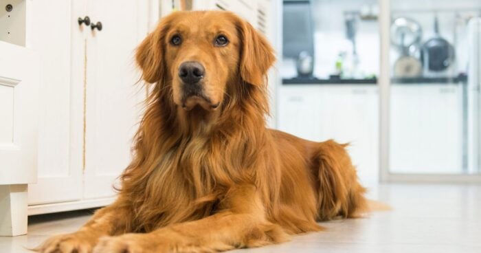 perros de apoyo emocional - Las 6 mejores razas de perros de apoyo emocional; son 'psicólogos" de cuatro patas