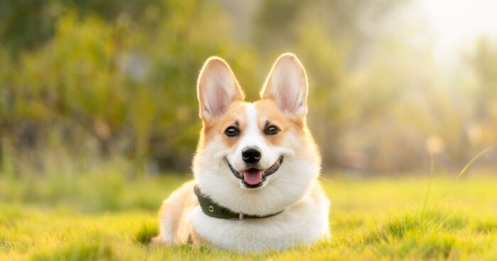 perros de apoyo emocional - Las 6 mejores razas de perros de apoyo emocional; son 'psicólogos" de cuatro patas