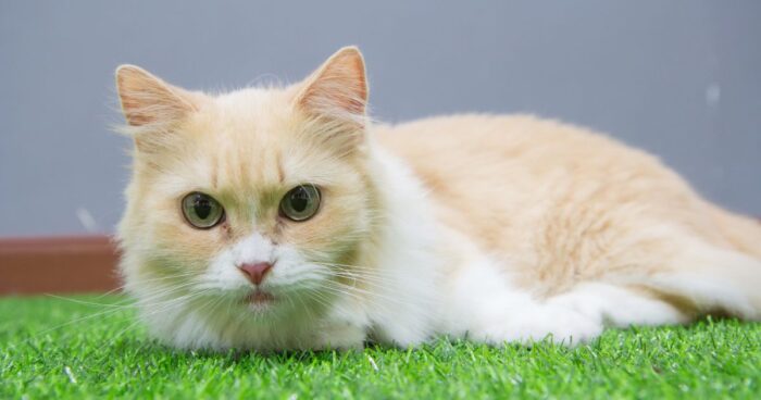 razas de gato - Cuáles son las razas de gato que viven más tiempo; serán su amigo fiel durante muchos años