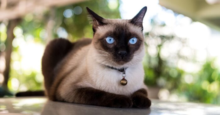 razas de gato - Cuanto cuestan las mejores razas de gato para tener en un apartamento; no hacen daños