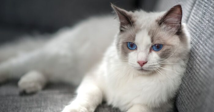 razas de gato - Cuanto cuestan las mejores razas de gato para tener en un apartamento; no hacen daños