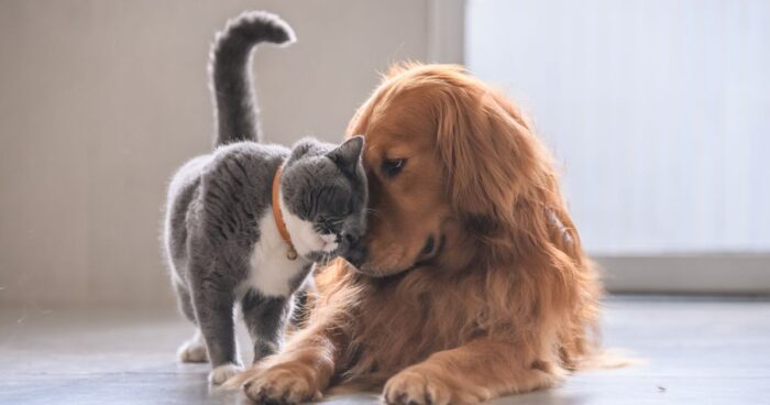 razas de perro - Estas son las razas de perro que mejor se llevan con los gatos y niños; no son conflictivos