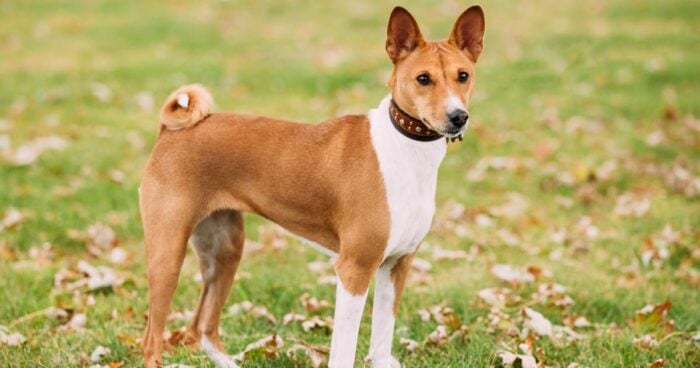 razas de perro - Estas son las razas de perro que menos se enferman; le ahorran plata en el veterinario