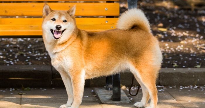 razas de perro - Estas son las razas de perro que menos se enferman; le ahorran plata en el veterinario