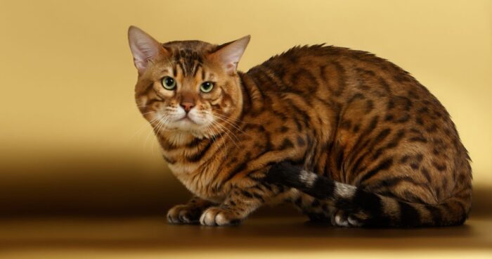 razas de gato - Las razas de gato más ariscas; son amargados hasta con sus dueños