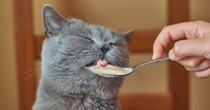 gatos - ¿Sus gatos no quieren comer? Estos son 4 trucos para abrirles el apetito