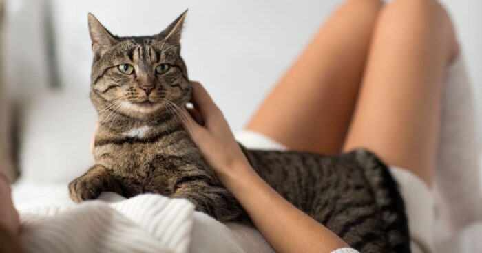 gatos - Está estresado y sus gatos lo saben; estas son las 4 formas en que se lo demuestran