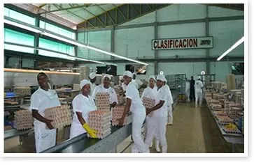 Huevos Kikes - La familia en Santander detrás de Huevos Kikes, la poderosa productora que nació vendiendo pollos
