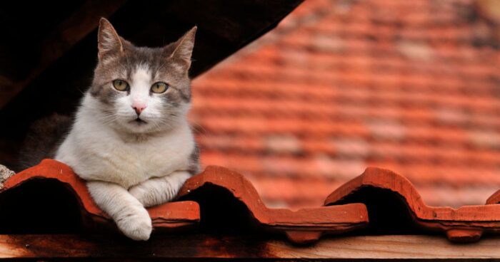gatos - Así podrá mantener a los gatos fuera de su tejado para que lo dejen dormir
