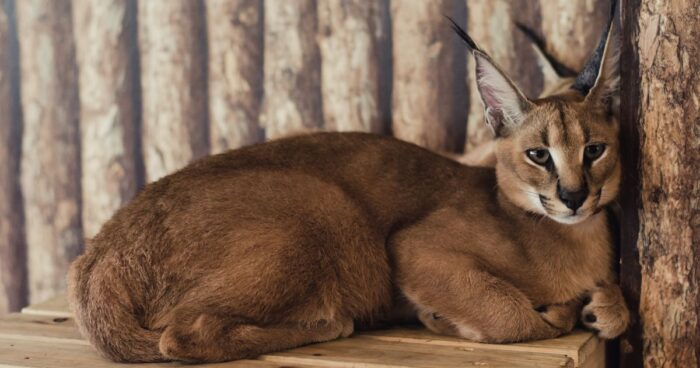 razas de gato - Conozca las razas de gato que están prohibidas alrededor del mundo; atractivos pero salvajes
