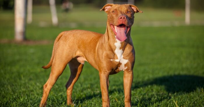 razas de perro Pit bull terrier  - Las razas de perro que deben tener permiso de tenencia en Colombia y que pasa si no la tienen