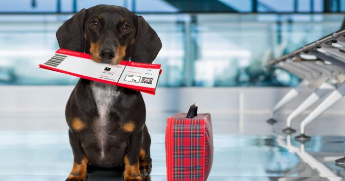 viajar con su mascota - Viajar con su mascota: esta es la aerolínea donde es más fácil y económico