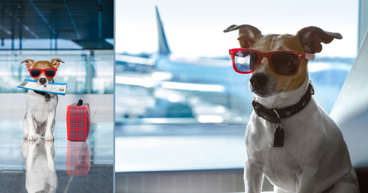 Esta es la primera aerolínea para perros que ya hizo su primer vuelo ¿Cuánto vale?