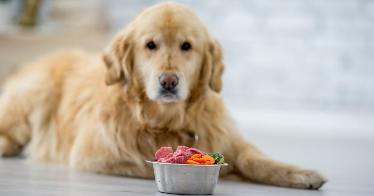 alimentos - Los tres alimentos que pueden matar a su perro con un mordisco; tenga cuidado