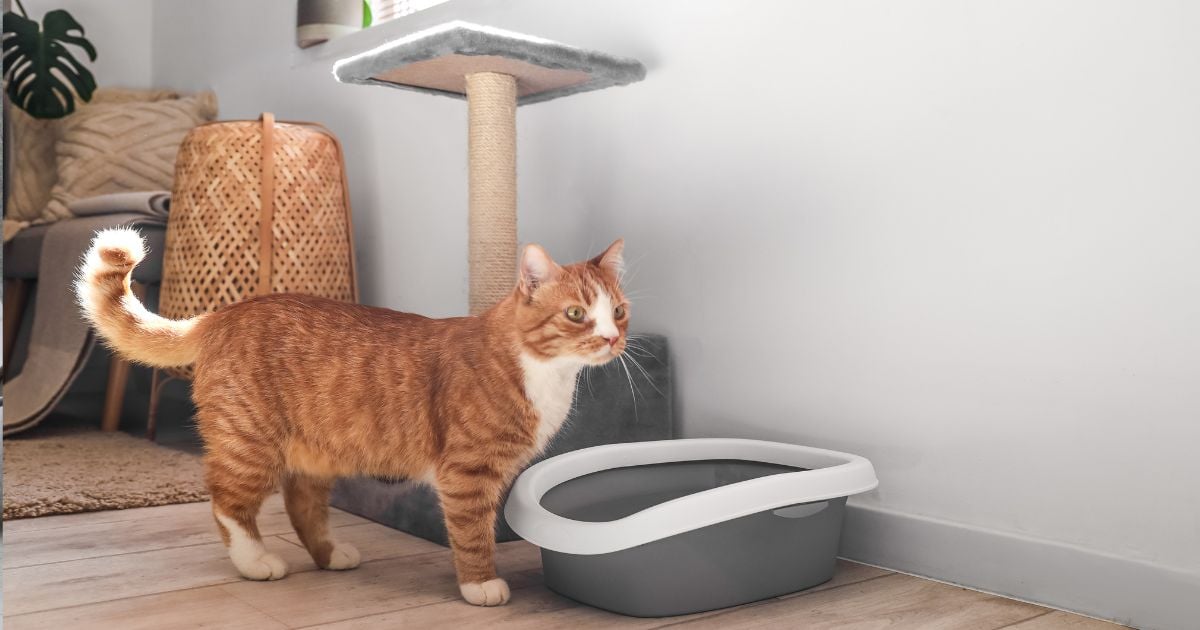 arenero de gato - Este es el mejor lugar para poner el arenero de gato; evitará malos olores en su casa