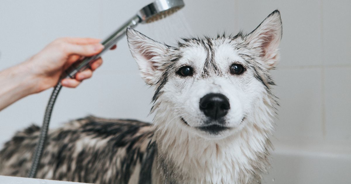 Bañar a un perro  - Bañar a un perro: esto dicen los expertos de cada cuánto debe hacerlo