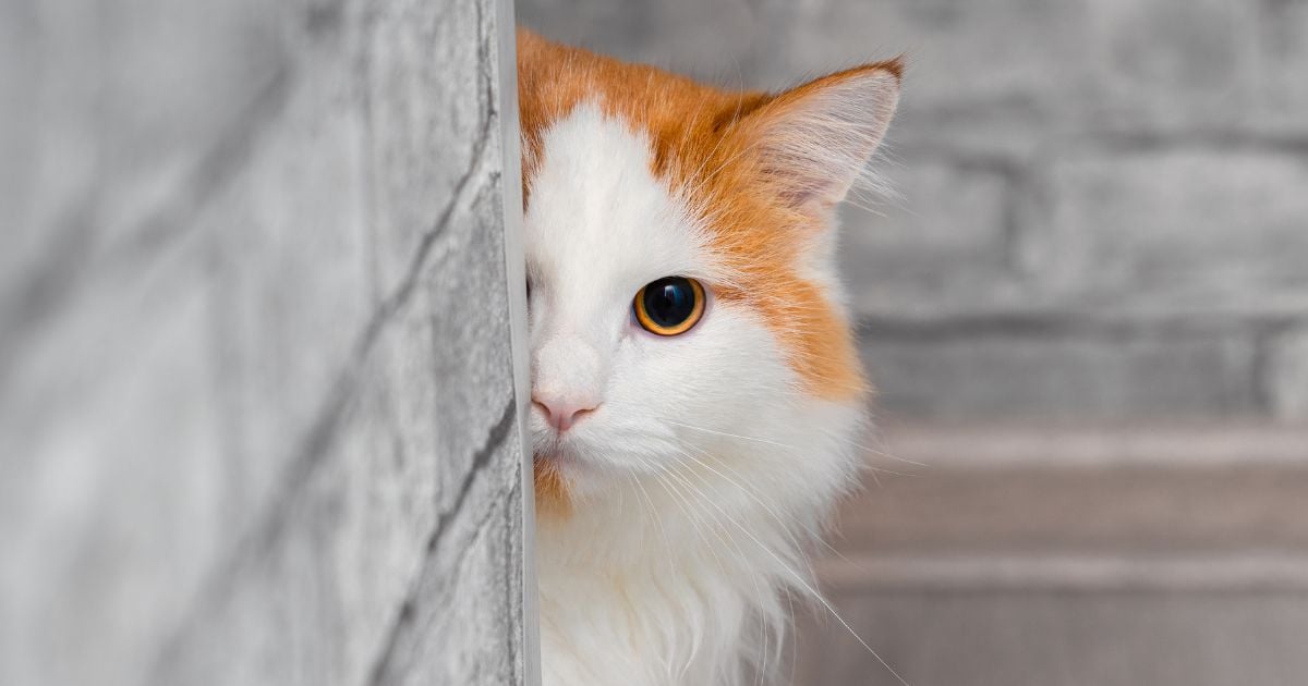 Estos son los tres trucos para ganarse la confianza de sus gatos; no es difícil