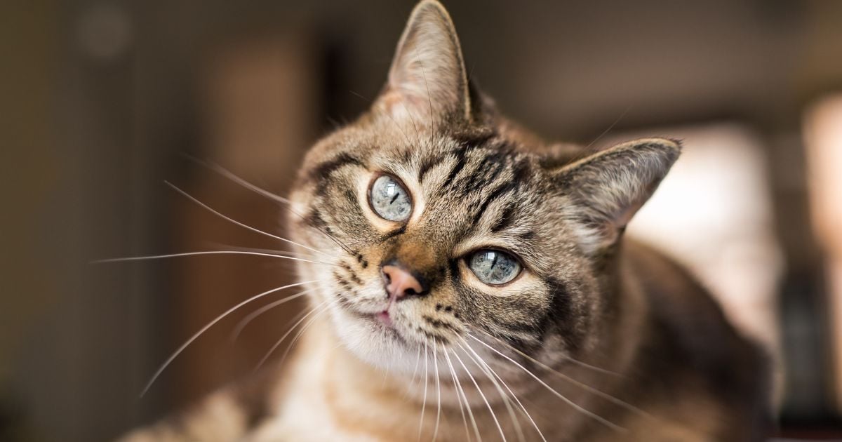 razas de gato - Las razas de gato que son protectoras y guardianas con sus dueños