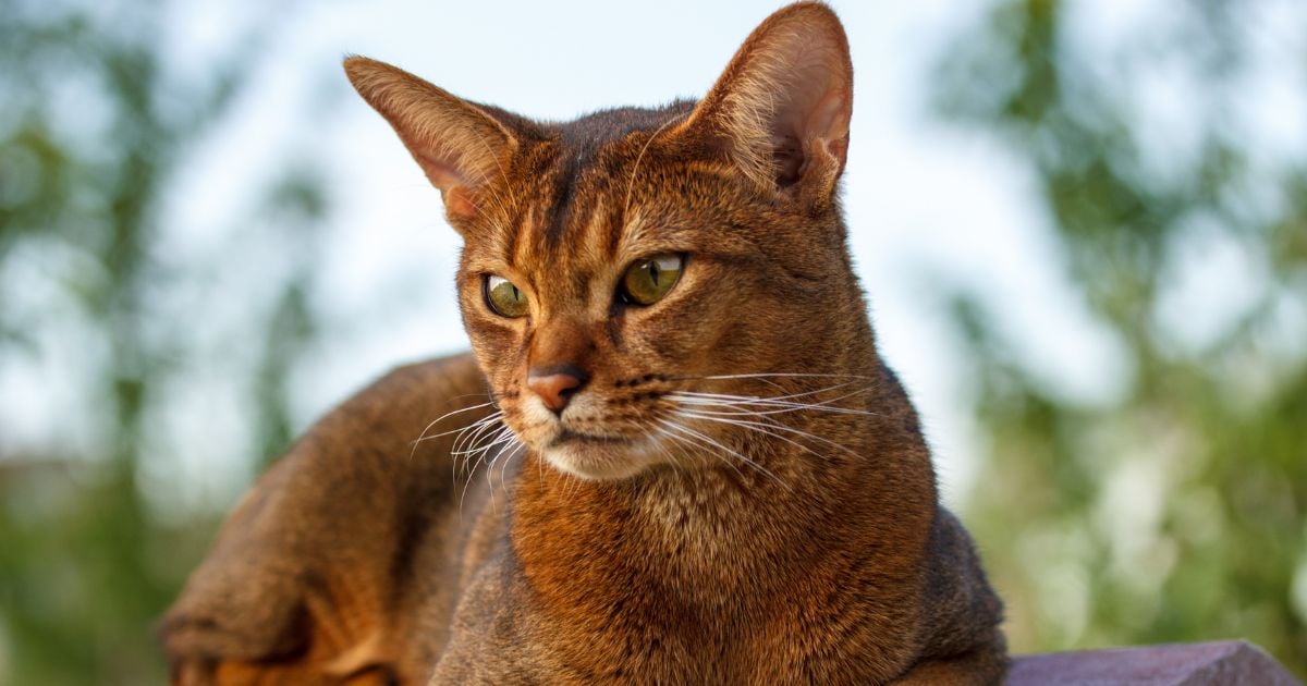 razas de gato - Las razas de gato que son protectoras y guardianas con sus dueños