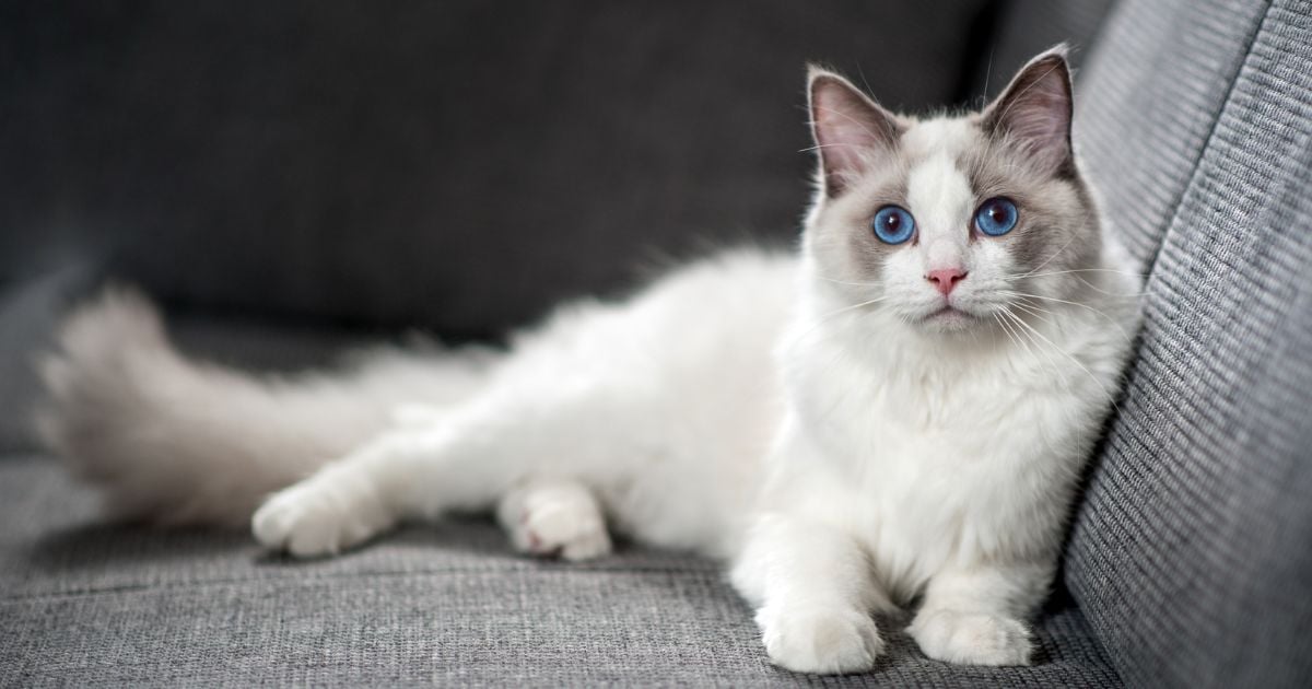 razas de gato - Las razas de gato que son protectoras y guardianas con sus dueños