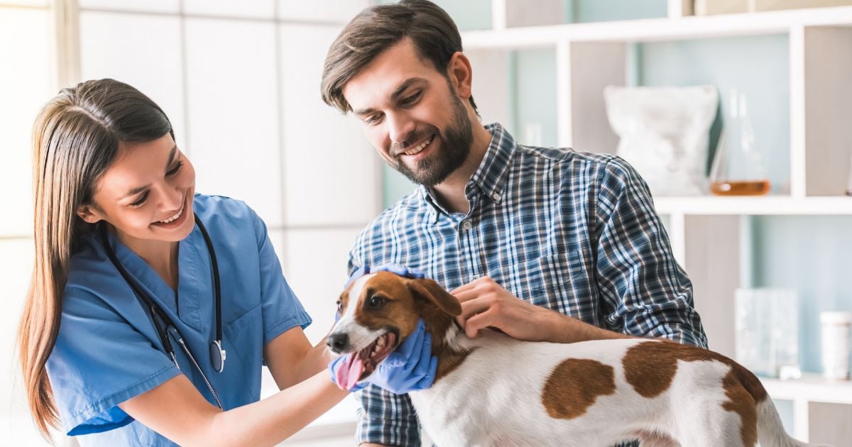 veterinario - ¿Veterinario a domicilio? El nuevo servicio que se está popularizando en Bogotá