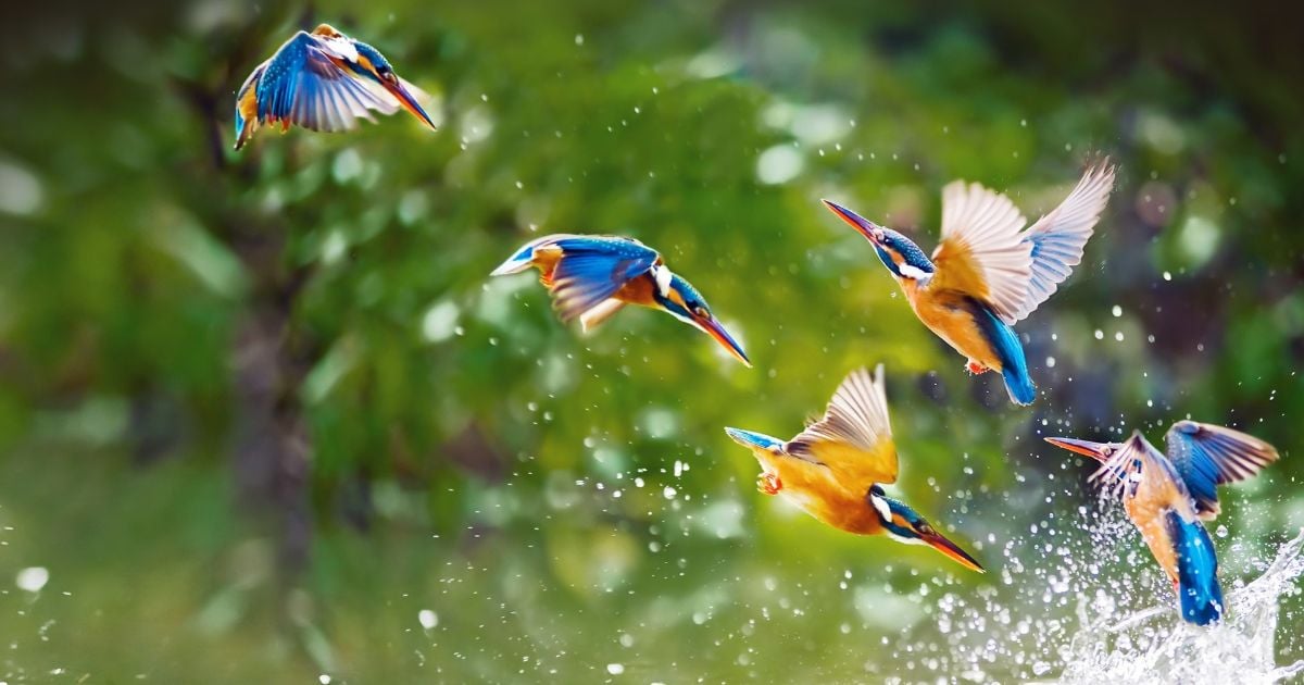 El Global Bird Day: pasión por las aves y la naturaleza