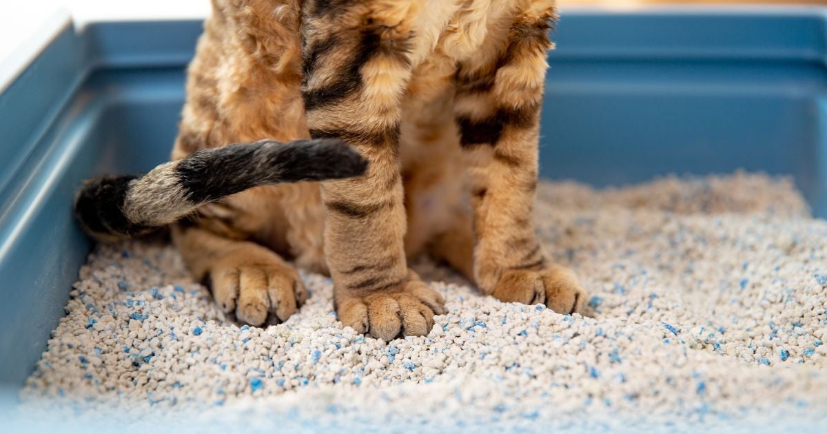 arena para gatos - Esta es la arena para gatos más vendida de Amazon; es muy buena