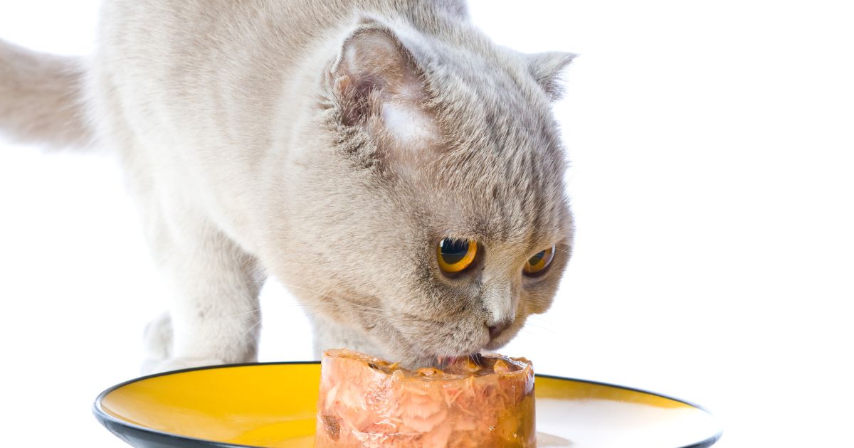 comida húmeda para gato - Las tres recetas de comida húmeda para gato que le ahorrarán comprar las de supermercado