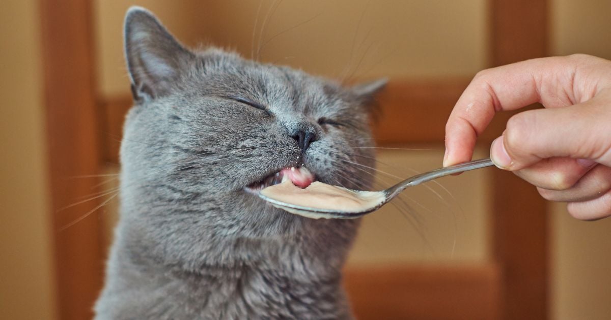 Las tres recetas de comida húmeda para gato que le ahorrarán comprar las de supermercado
